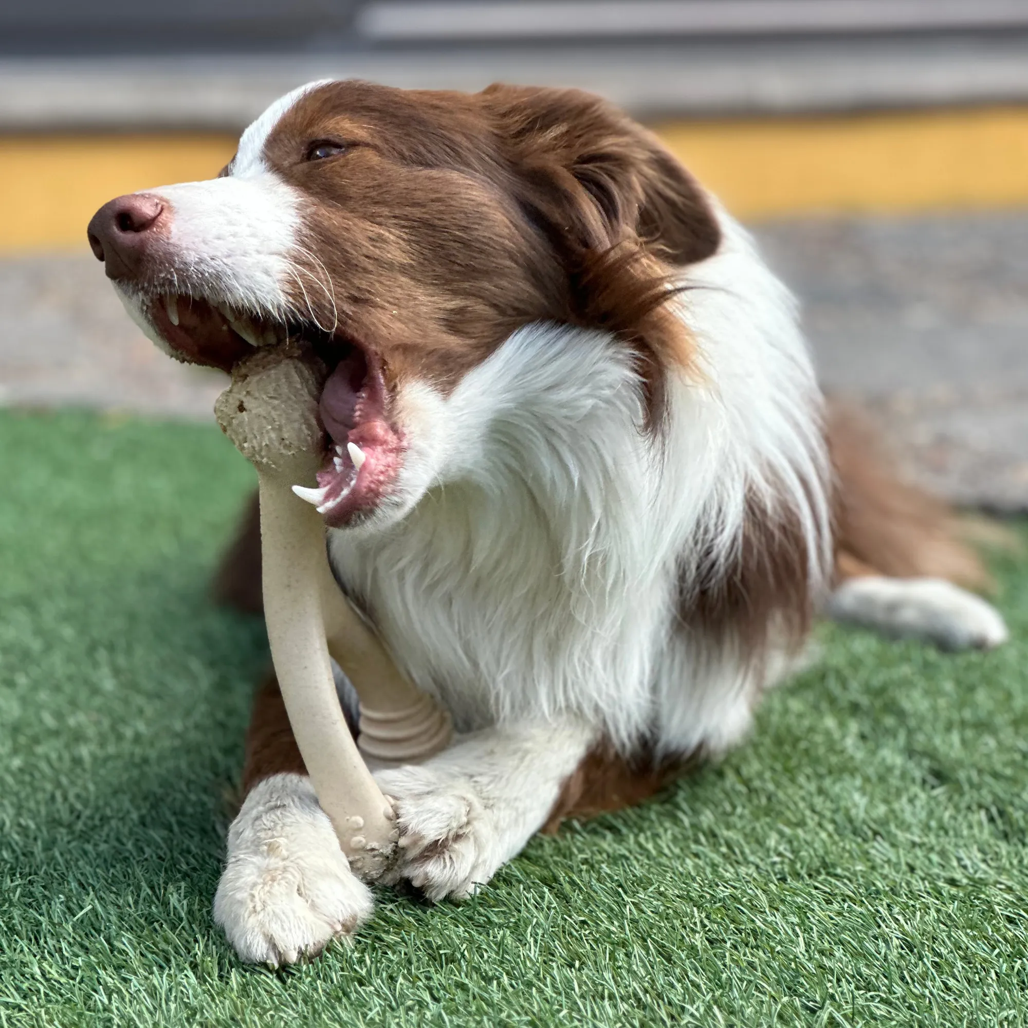BetterBone SOFT Dog Chew - Perfect for Teething Puppies & Senior Dogs