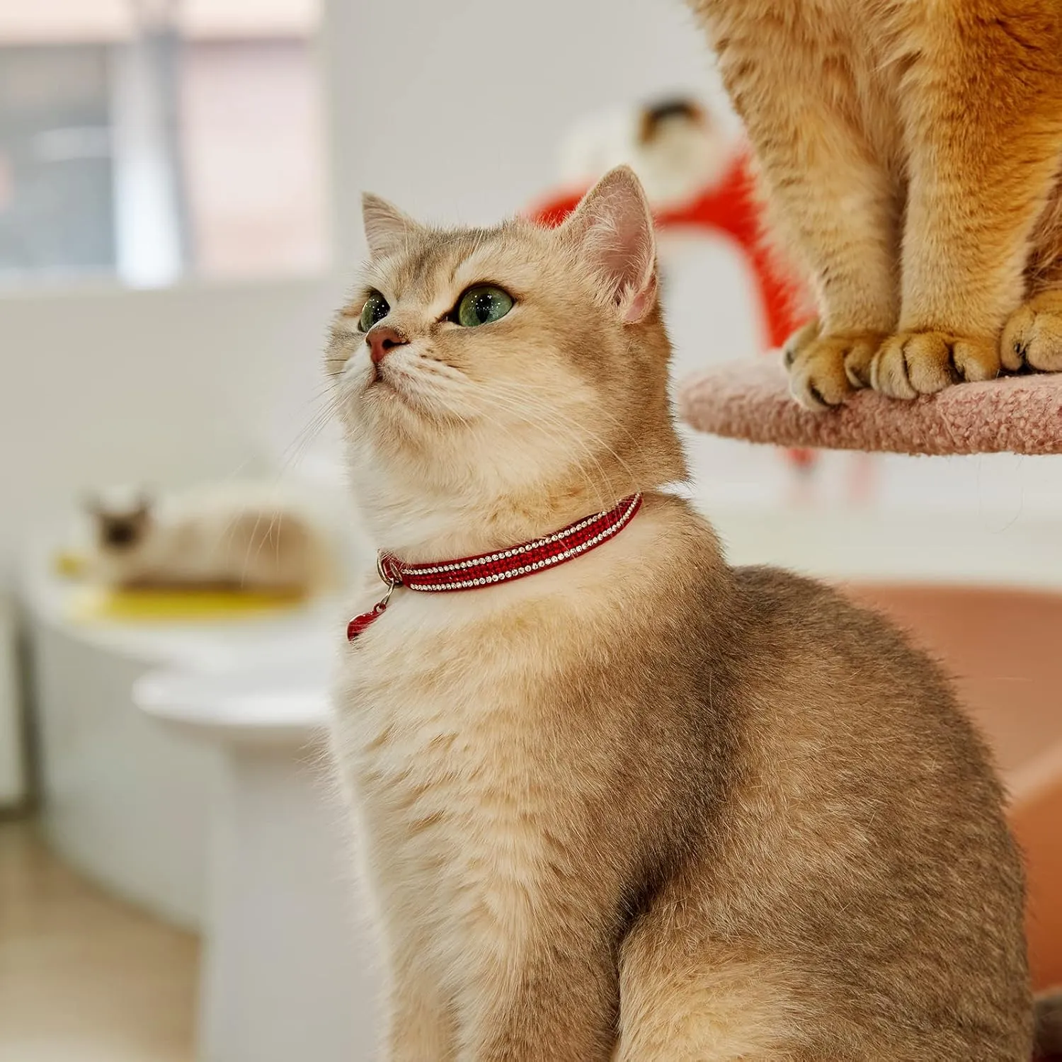 Breakaway Cat Collars, Kitten Collar with Bell,Adjustable Rhinestone Cat Collar for Girl & Boy CatsRed