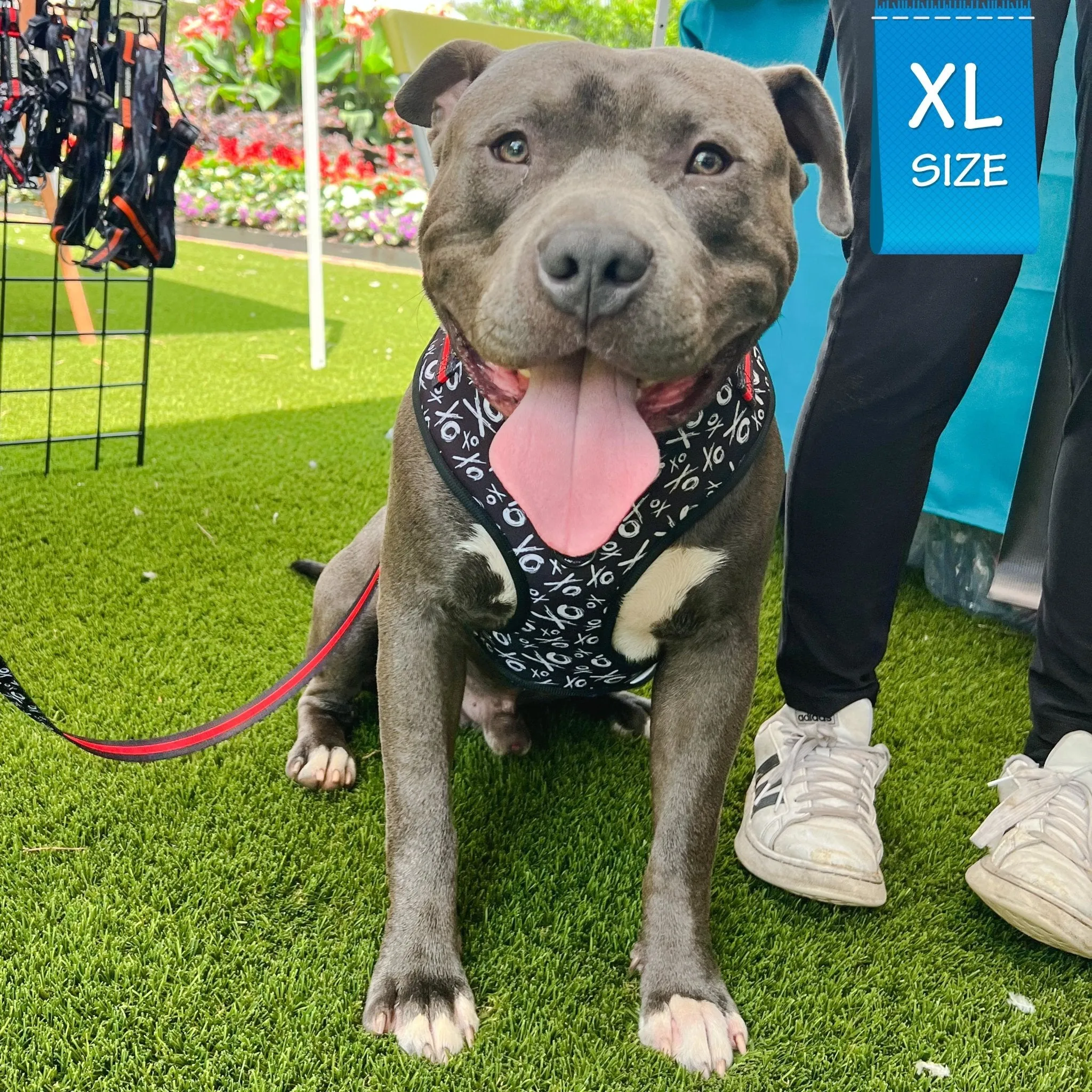 Dog Collar, Harness and Leash Set | XO Hugs & Kisses