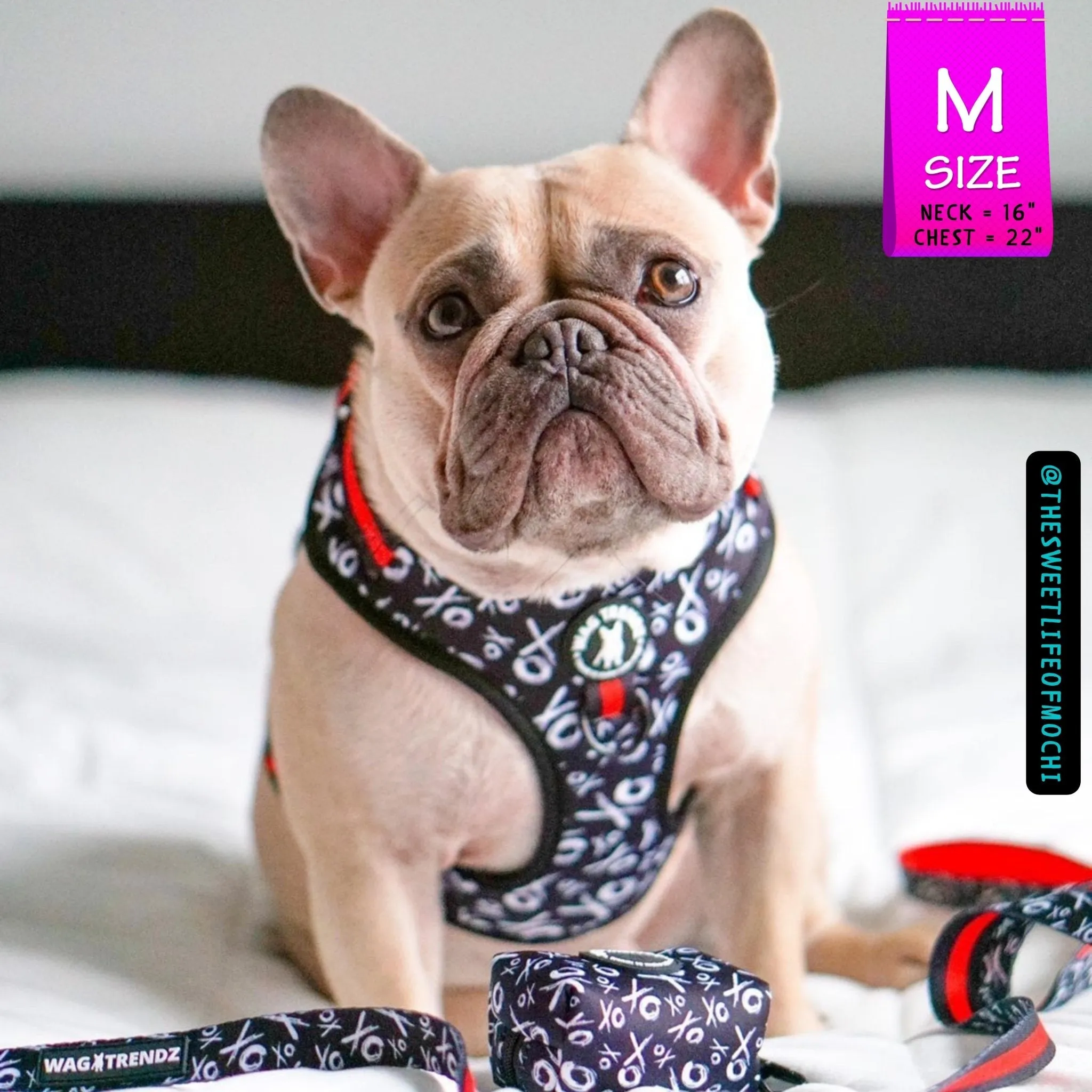 Dog Collar, Harness and Leash Set | XO Hugs & Kisses