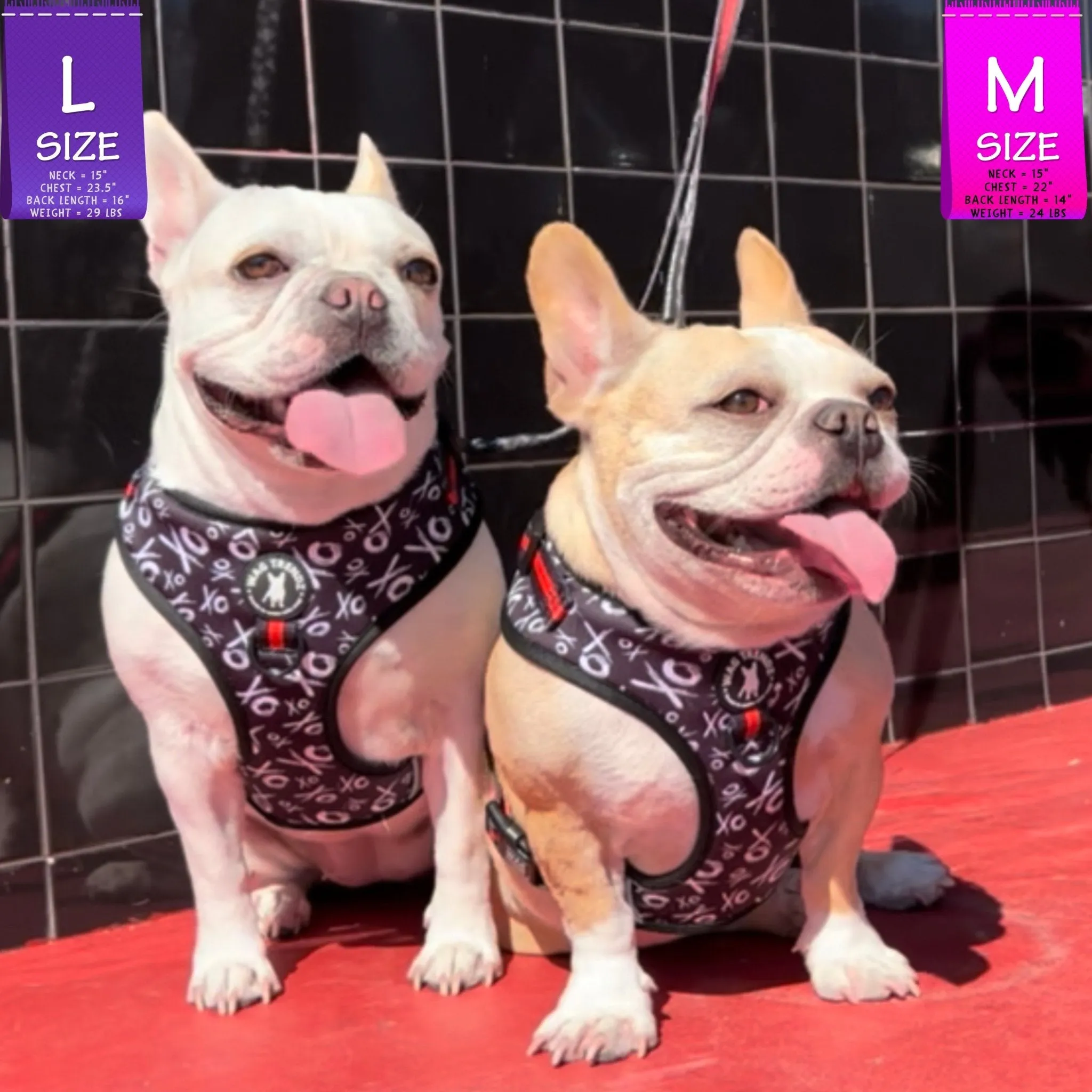 Dog Collar, Harness and Leash Set | XO Hugs & Kisses