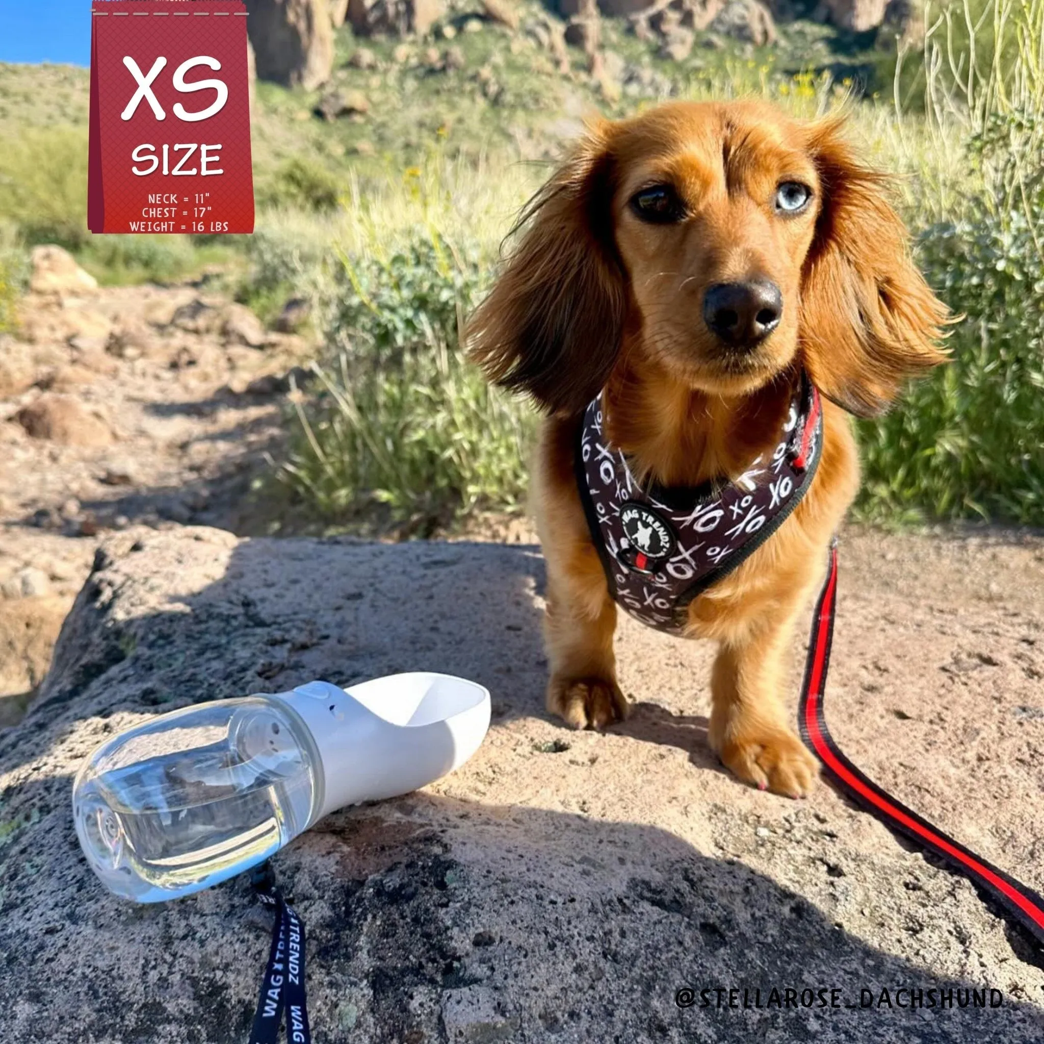 Dog Collar, Harness and Leash Set | XO Hugs & Kisses