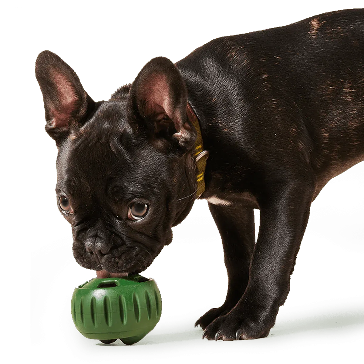 Green Pupsicle Enrichment & Durable Treat Dispenser Toy for Dogs   Treat Tray Combo - 3 Sizes