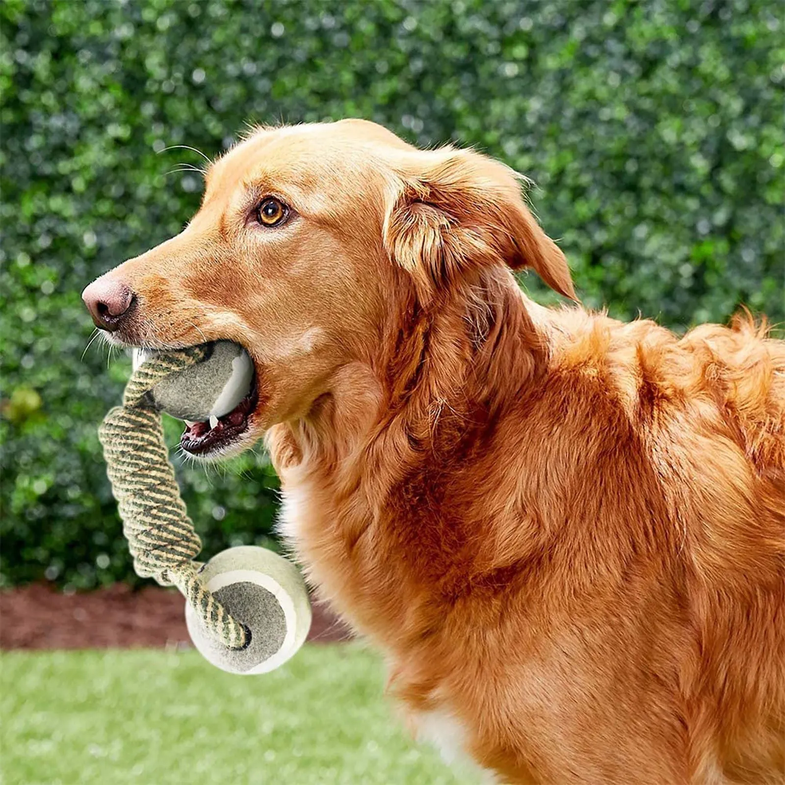 Interactive Cotton Rope Dog Toy – Tug, Chew, and Floss for Medium & Large Dogs
