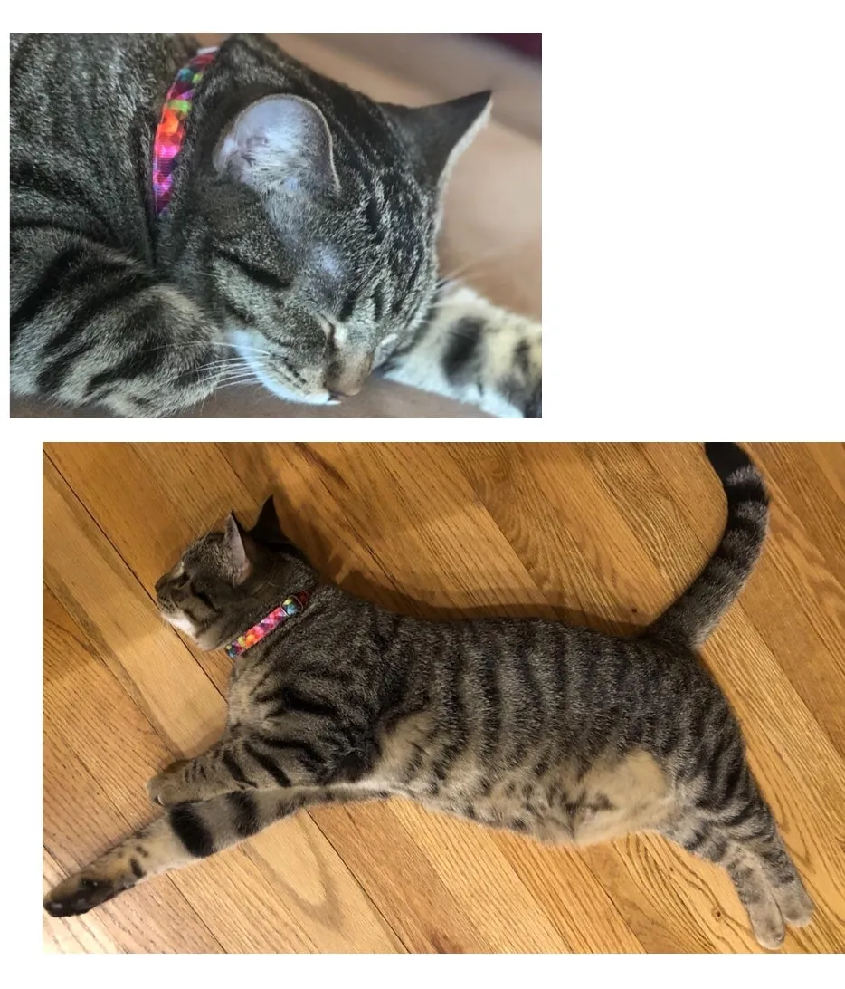 Kaleidoscope Diamond Cat Collar