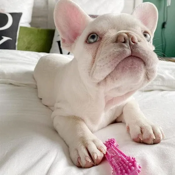 Nylabone Puppy Teething & Soothing Flexible Chew Toy