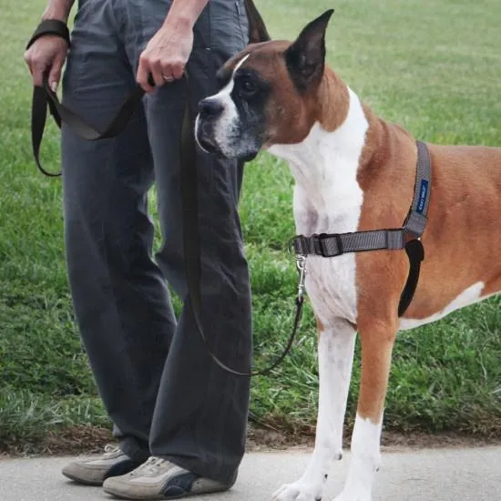 PetSafe Deluxe Easy Walk Steel Gray & Black Dog Harness (Large)