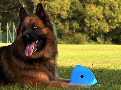 Roolo | Interactive Dog Treat Dispenser Toy