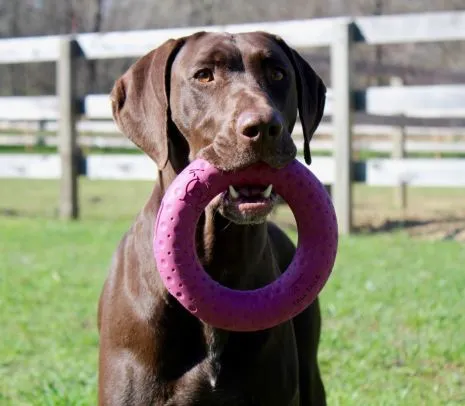 Tall Tails GOAT Sport Rings Durable Interactive Dog Toy