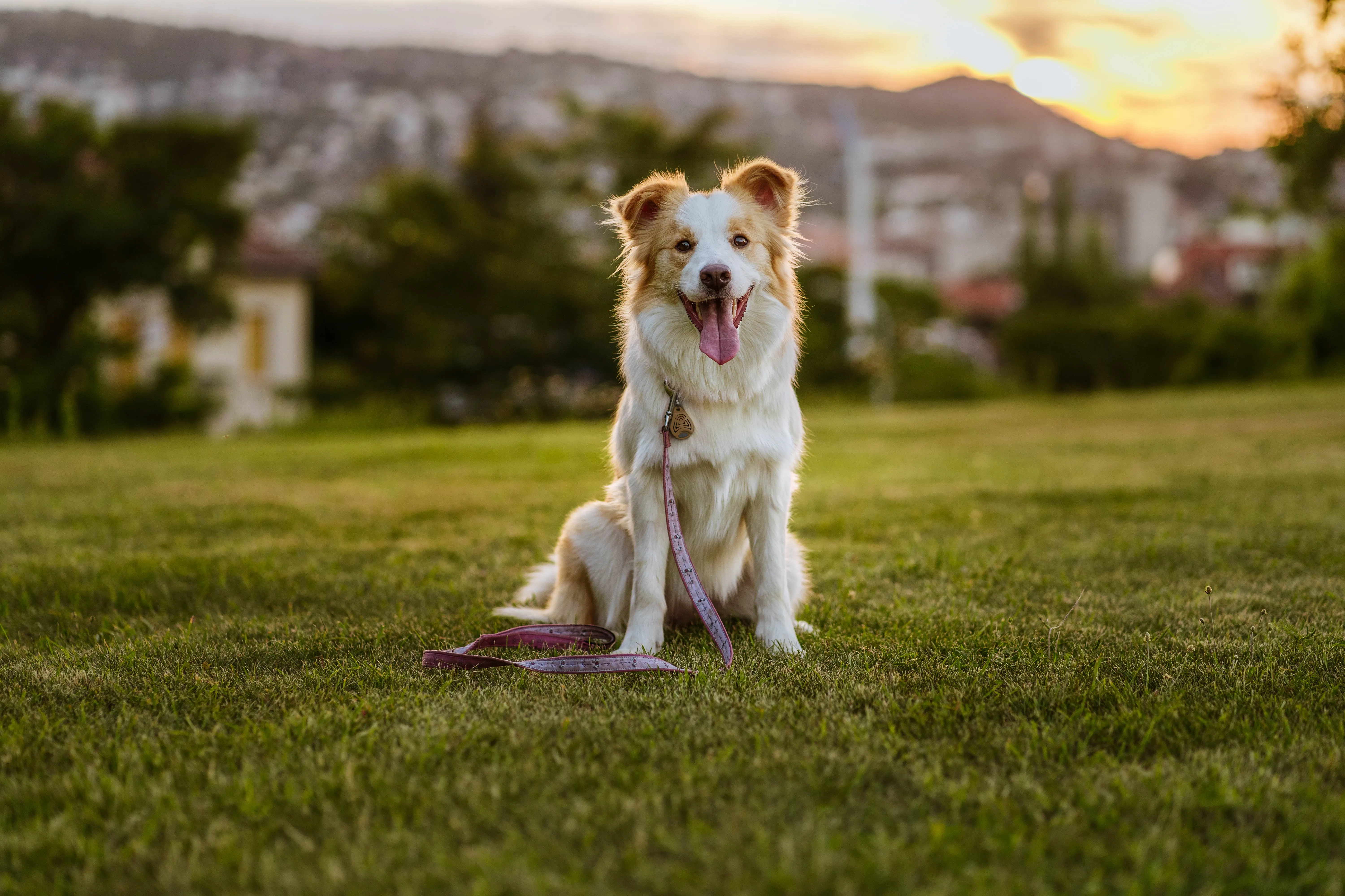 TICKLESS ECOPet