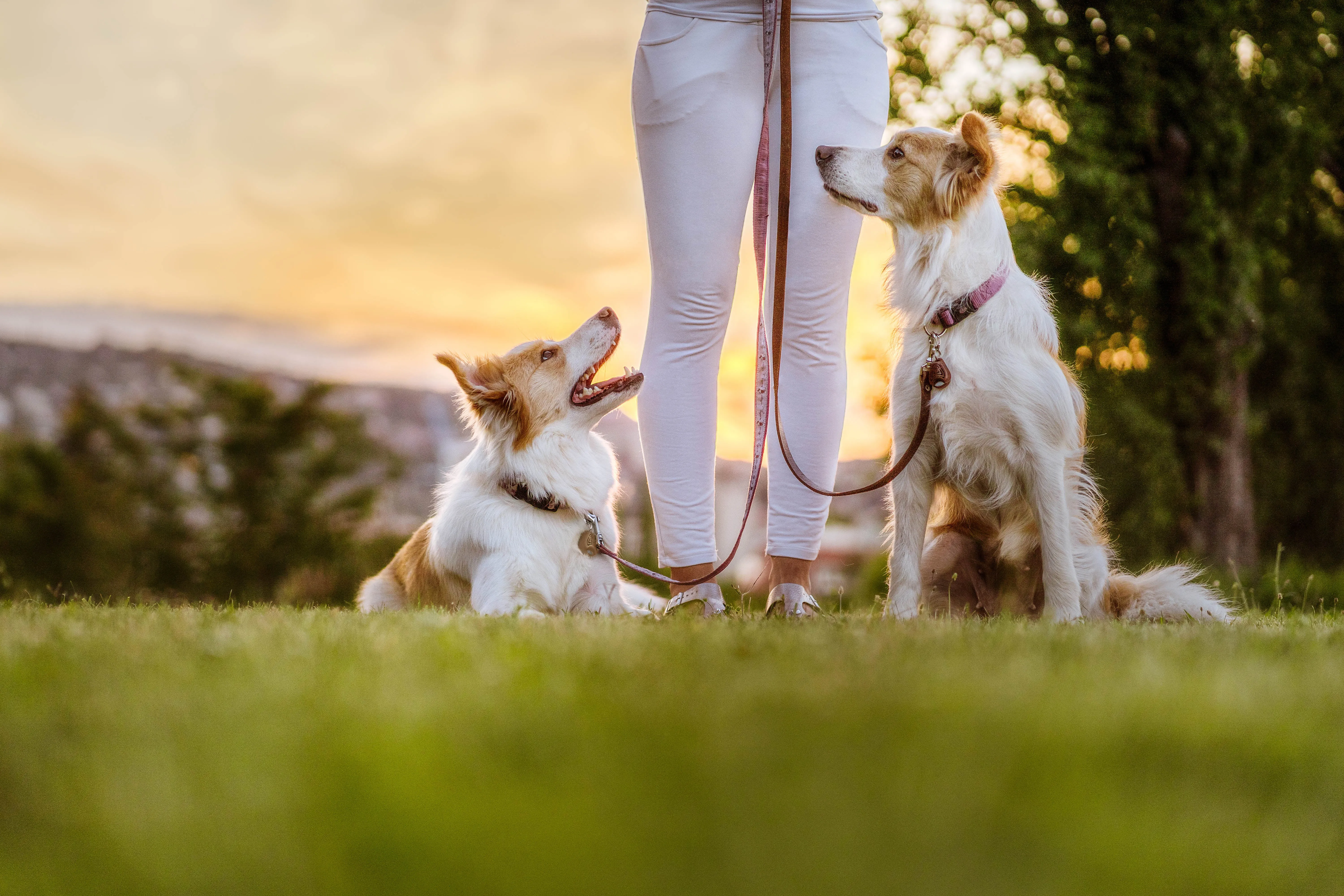 TICKLESS ECOPet
