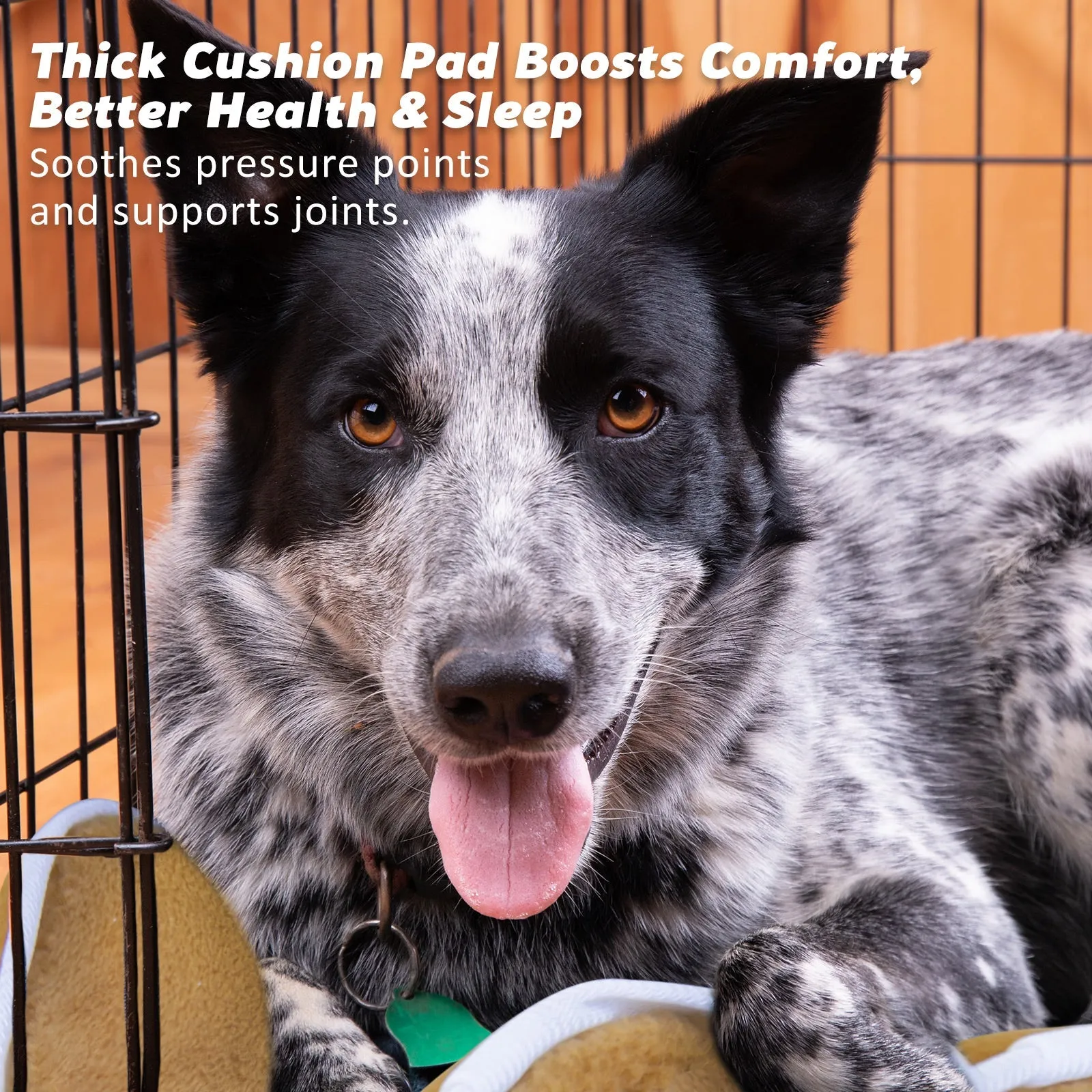 Wire Dog Cage Foldable Crate Kennel 36in with Tray   Cushion Mat Combo