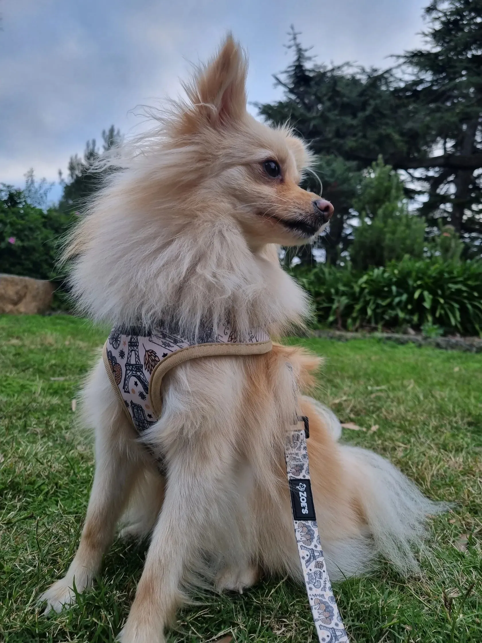 ZOE'S PETS - Bonjour Paris Harness
